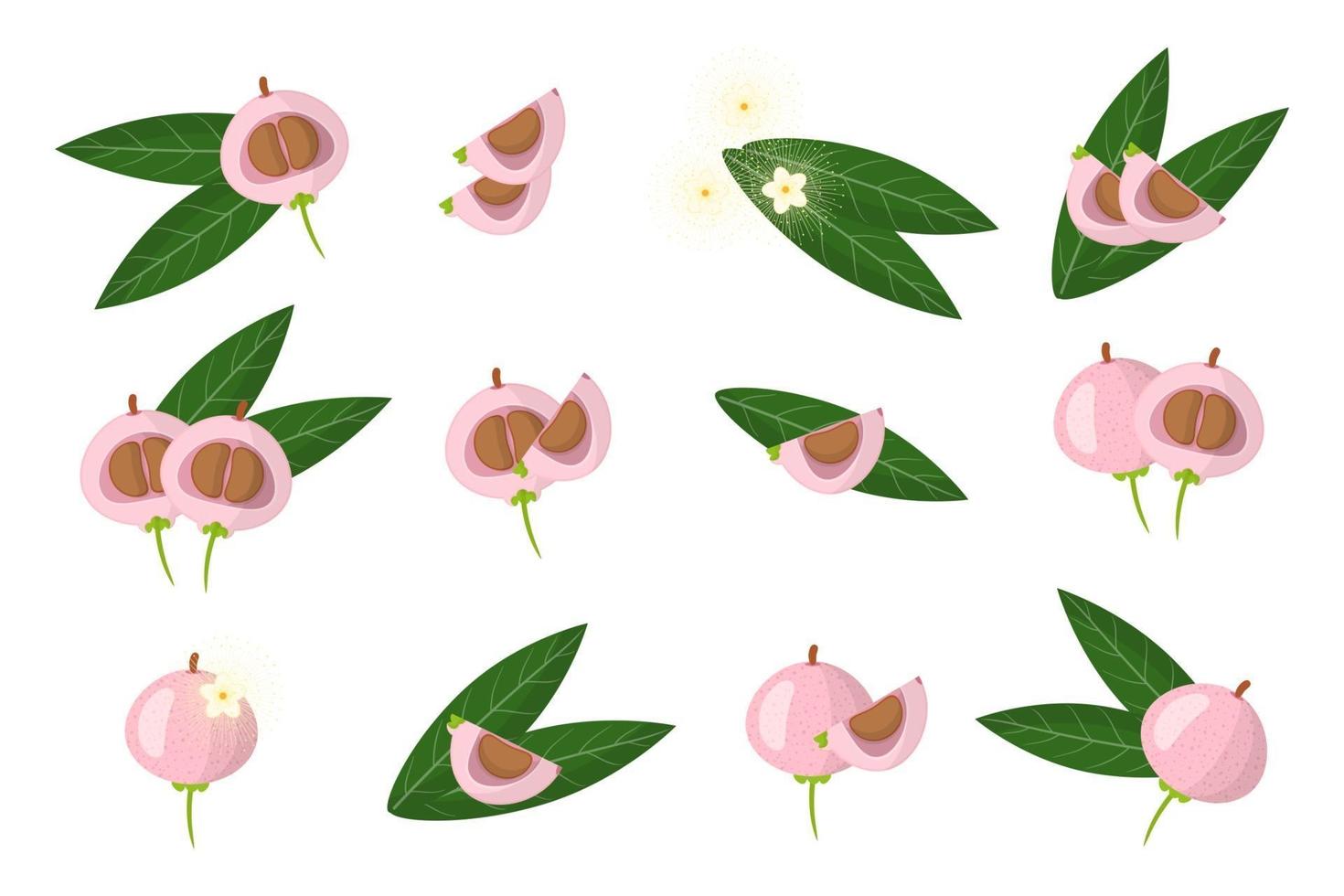 Set of illustrations with Syzygium jambos exotic fruits, flowers and leaves isolated on a white background. vector