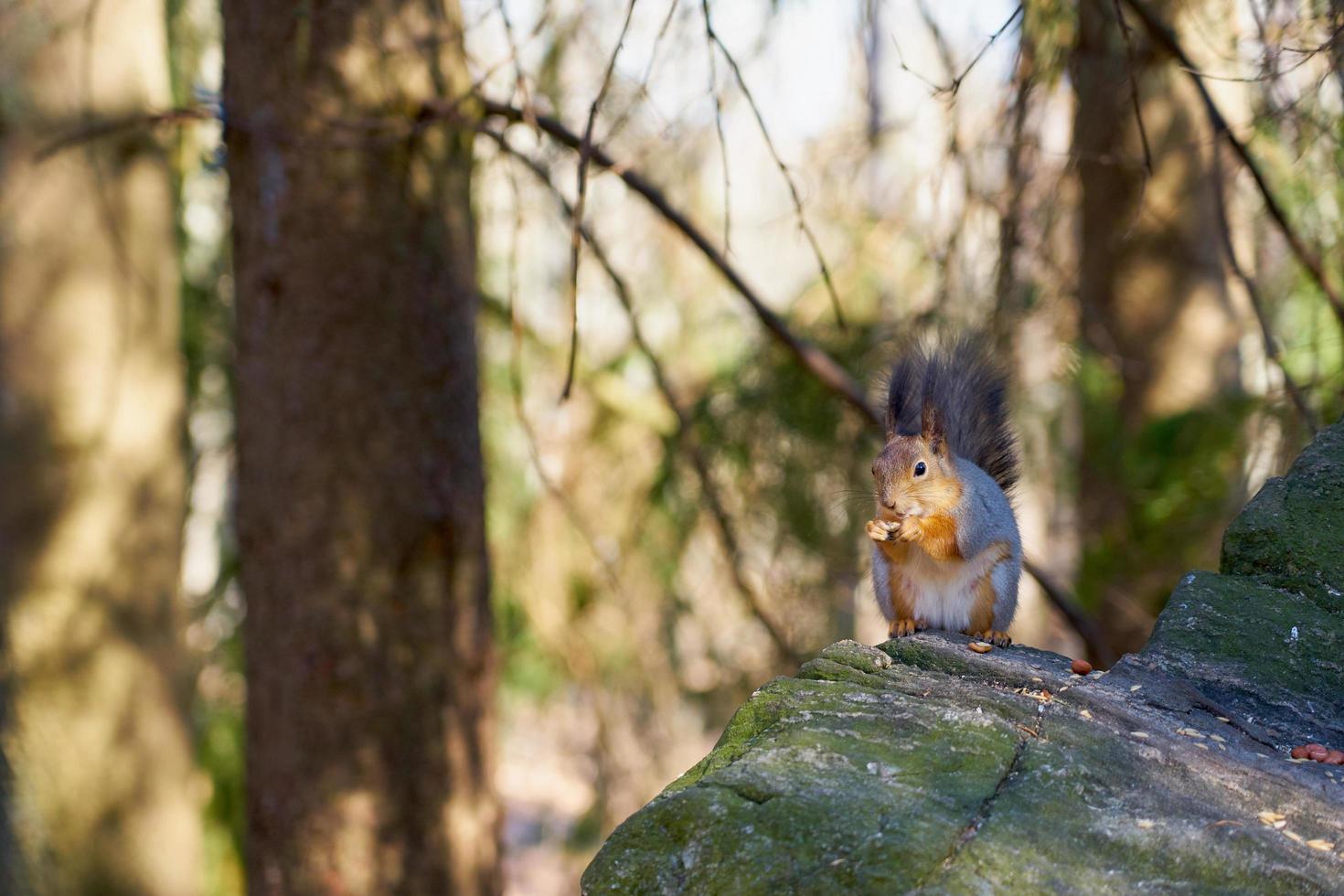 ardilla comiendo una nuez en una piedra foto