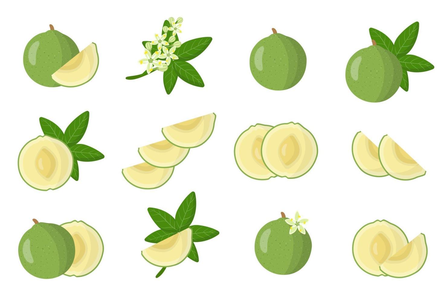 Set of illustrations with White sapote exotic fruits, flowers and leaves isolated on a white background. vector