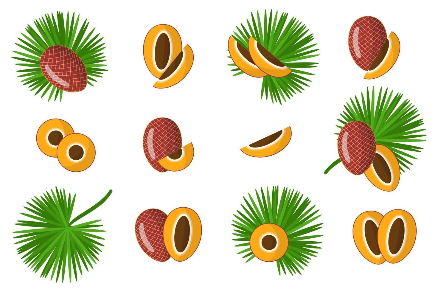 Set of illustrations with Mauritia exotic fruits, flowers and leaves isolated on a white background. vector