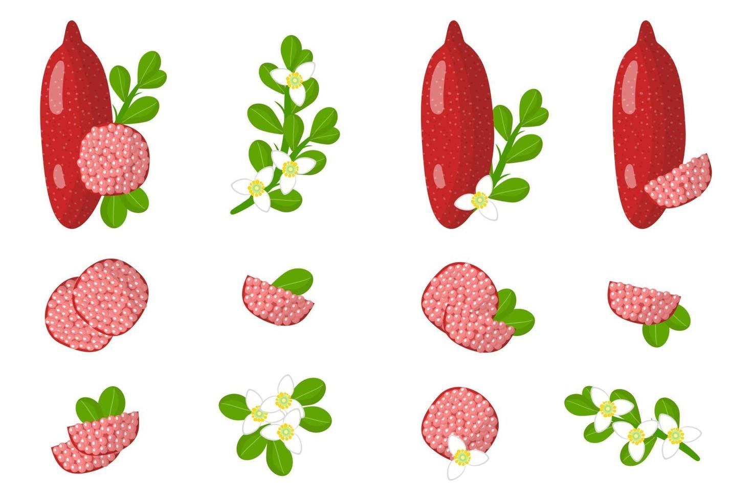 Set of illustrations with Red fingerlime exotic fruits, flowers and leaves isolated on a white background. vector