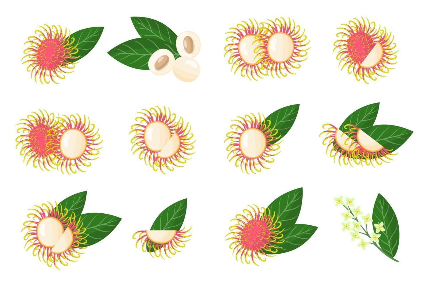 conjunto de ilustraciones con frutas exóticas de rambután, flores y hojas aisladas sobre fondo blanco. vector