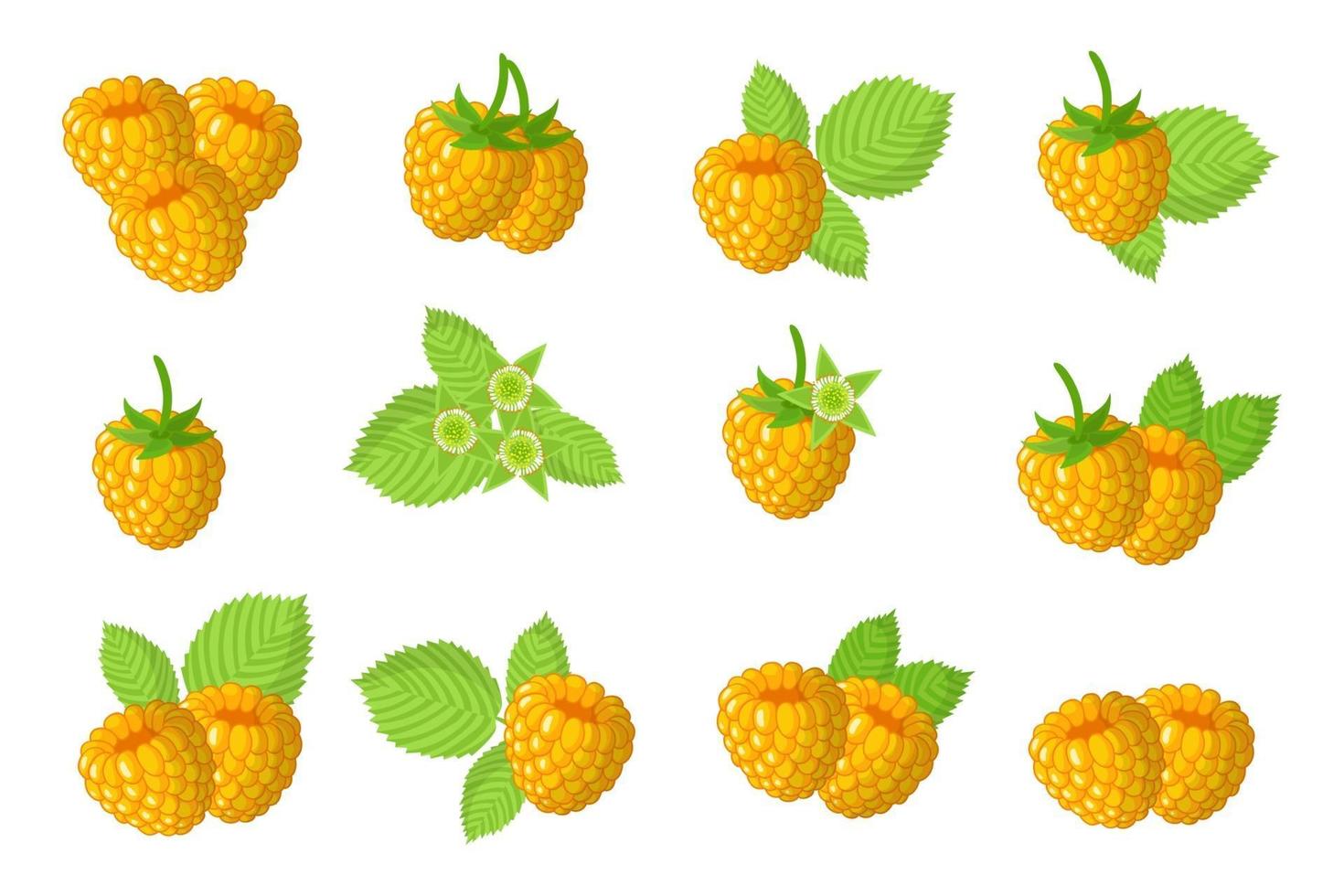 conjunto de ilustraciones con frutas exóticas de frambuesa amarilla, flores y hojas aisladas sobre fondo blanco. vector