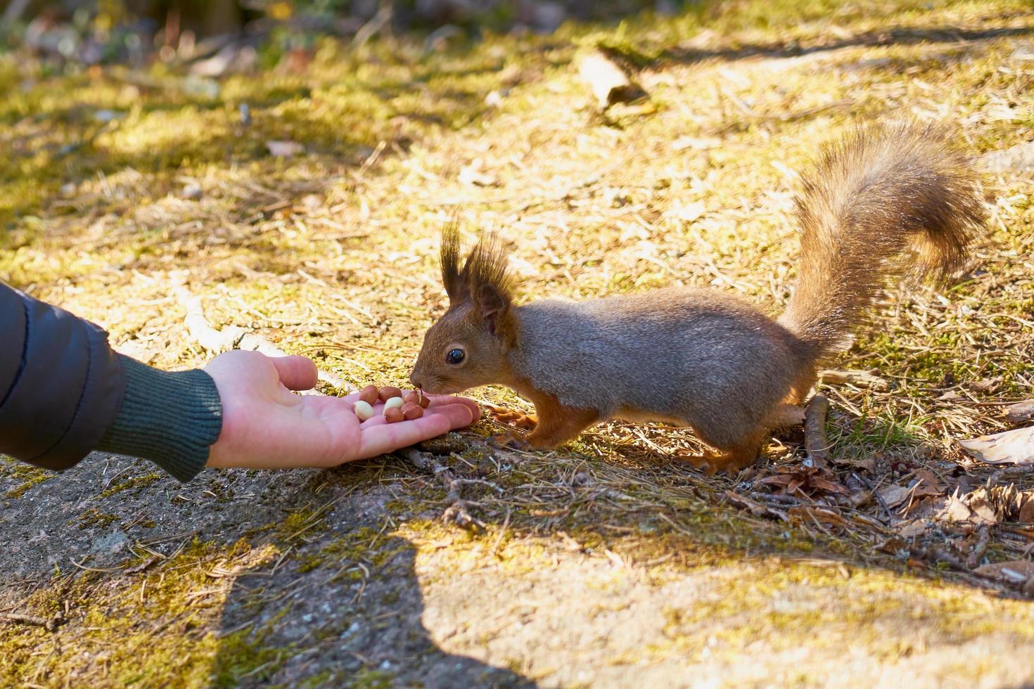 Person hand feeding a squirrel photo