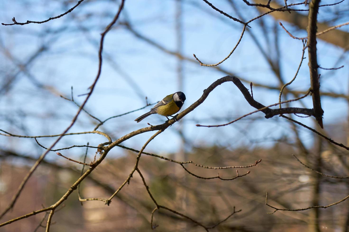 Bird on a branch photo