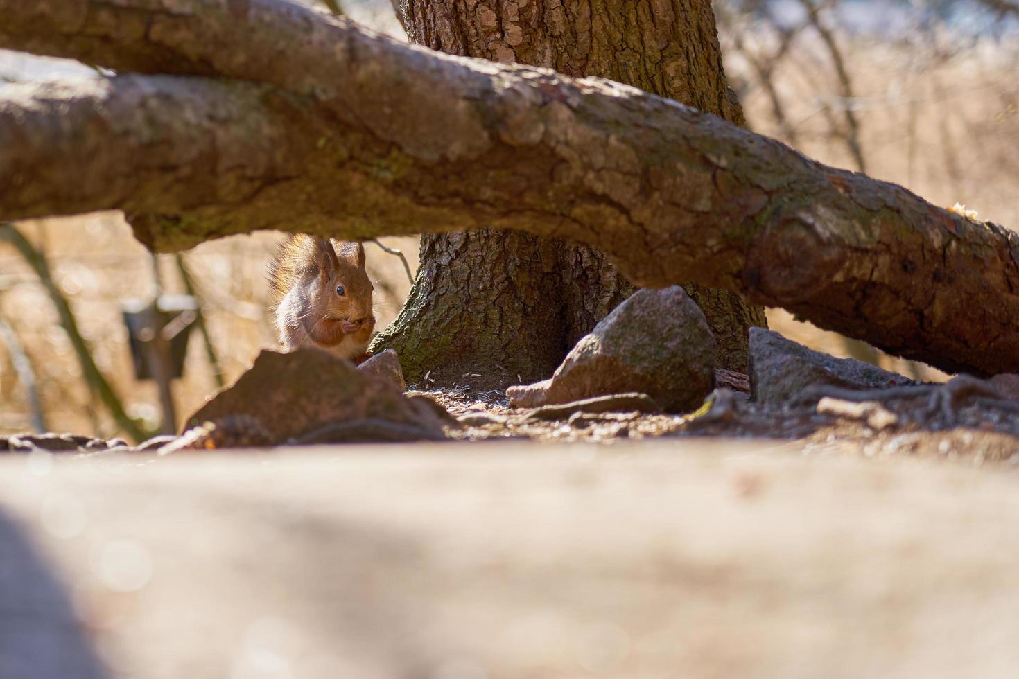 ardilla comiendo una nuez debajo de la rama de un árbol foto