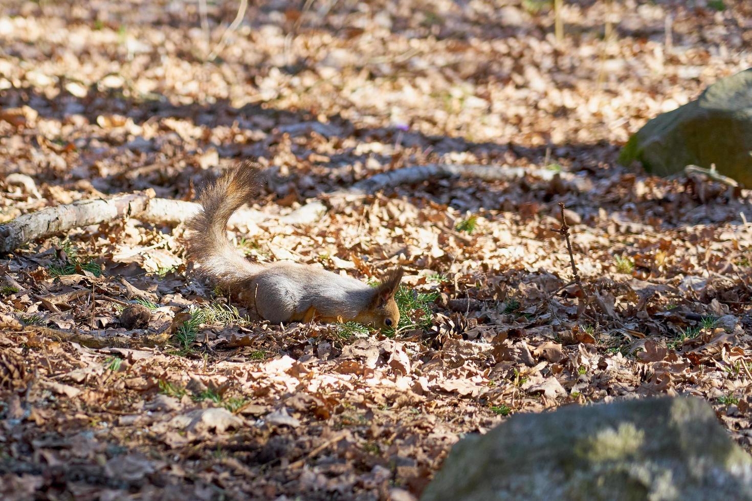 Squirrel hiding nuts in dry foliage 2304992 Stock Photo at Vecteezy