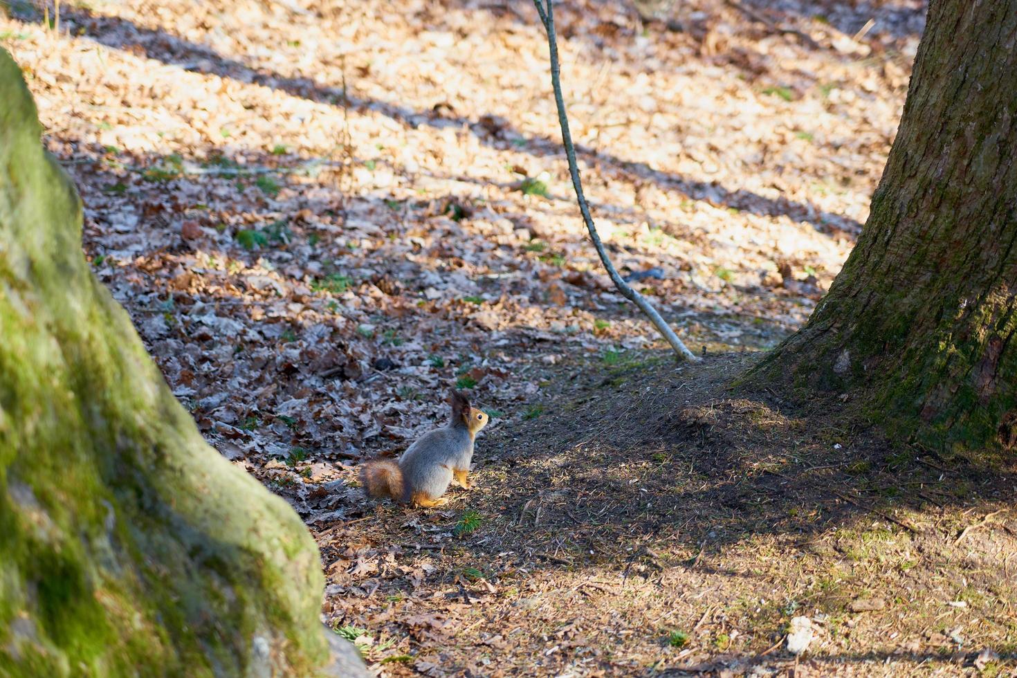 Squirrel sitting near a tree photo