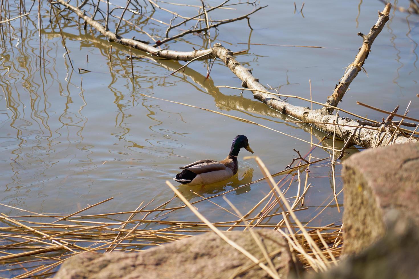 Duck in the water photo