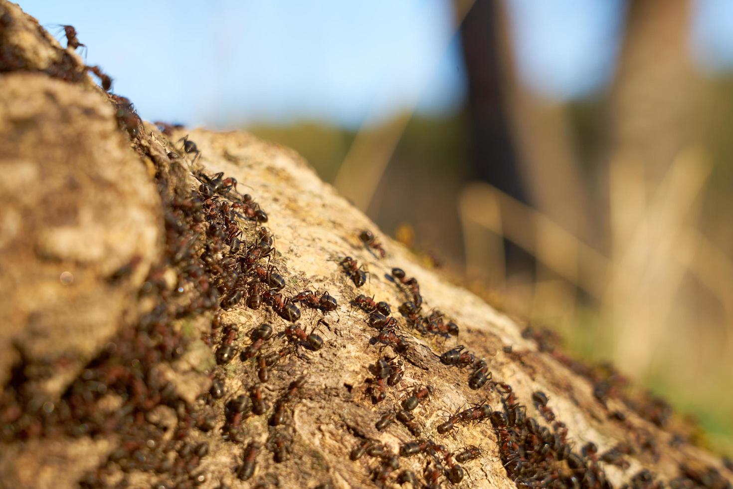 Red ants on an anthill photo