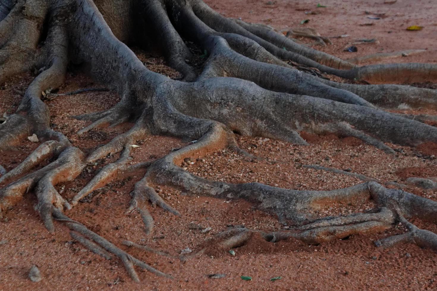 Fig tree roots 2305066 Stock Photo at Vecteezy