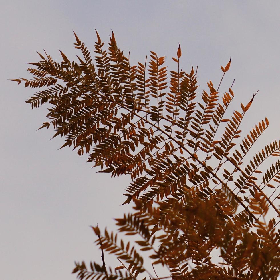 Fern leaves against the sky photo