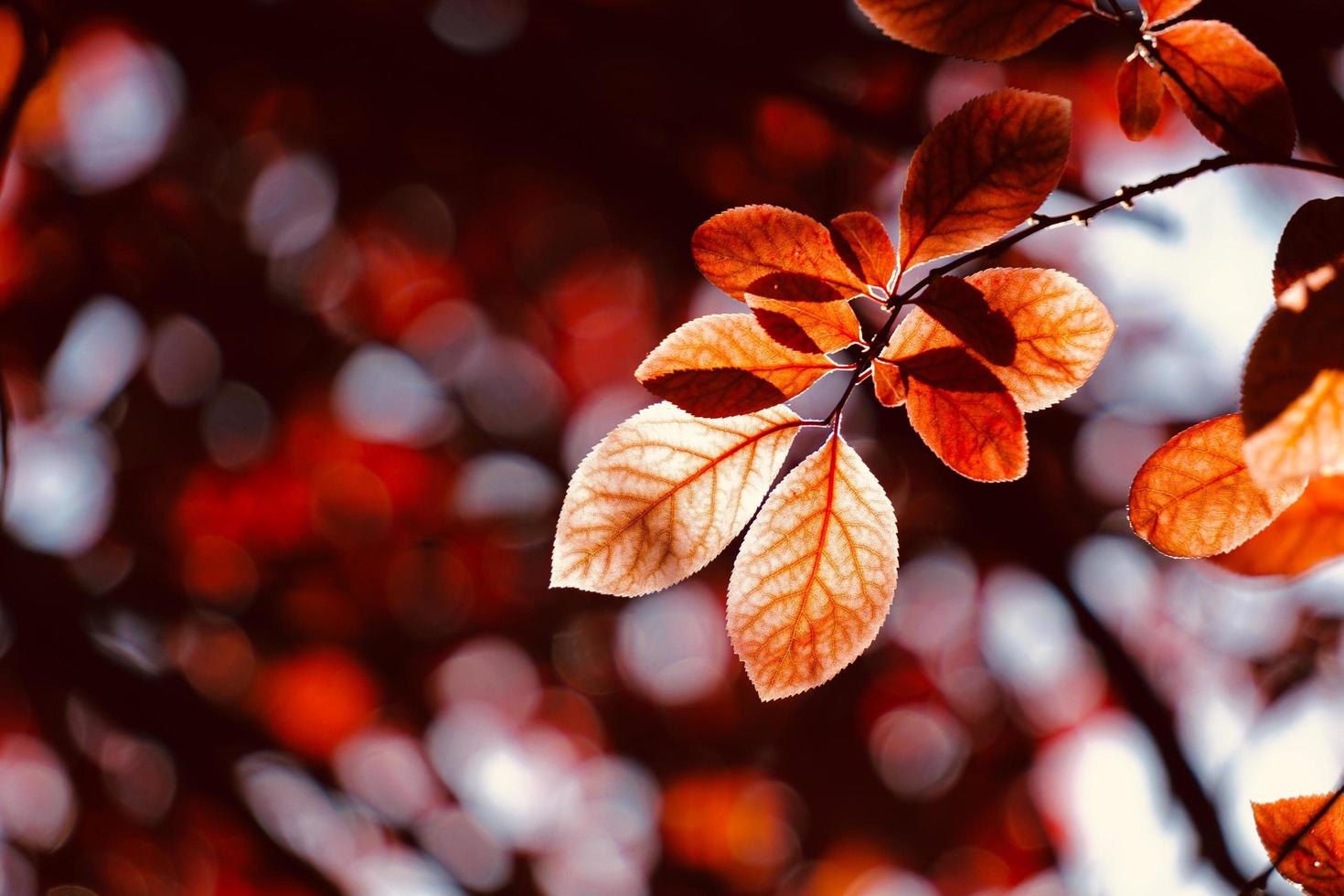 hojas de otoño rojas foto