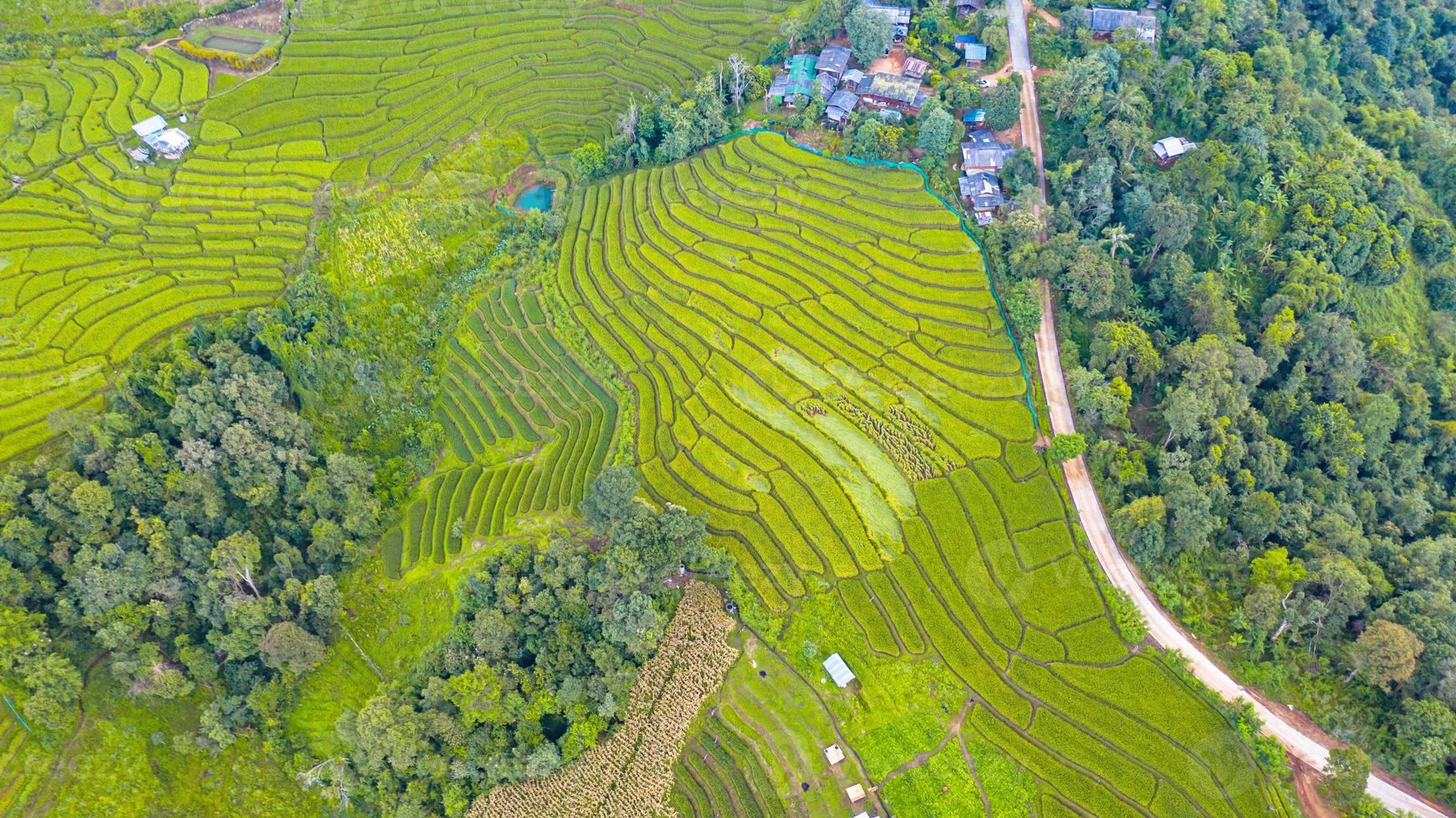 vista aérea de los campos de arroz en terrazas verdes foto