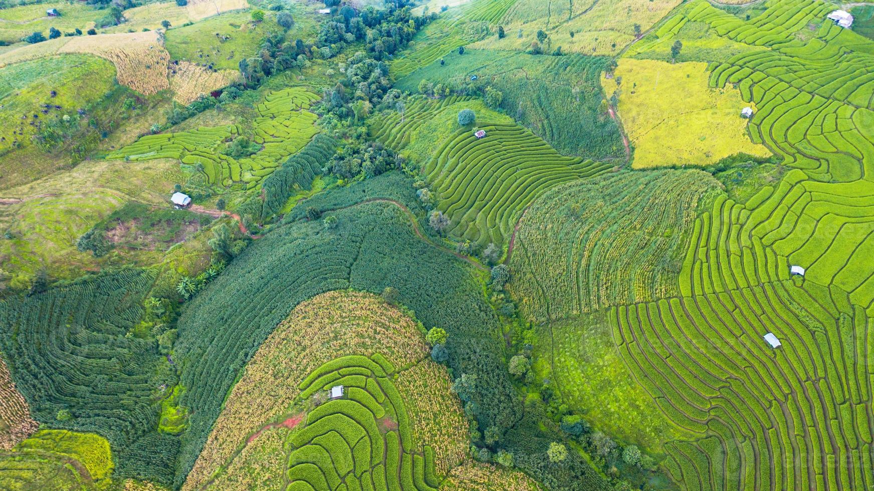 vista aérea de los campos de arroz en terrazas verdes foto