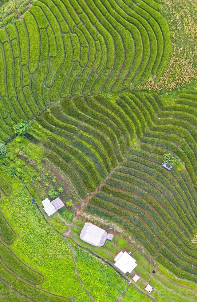 Aerial view of the green terraced rice fields photo