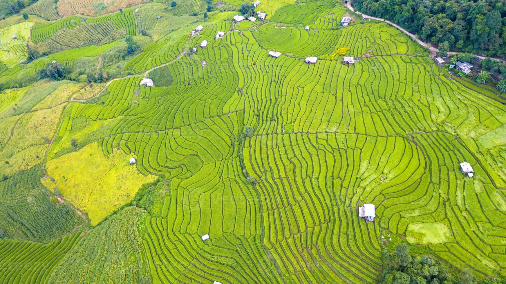 Aerial view of the green terraced rice fields photo
