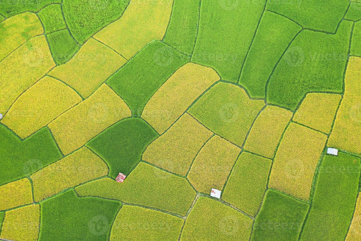 vista aérea del campo de arroz verde y amarillo foto