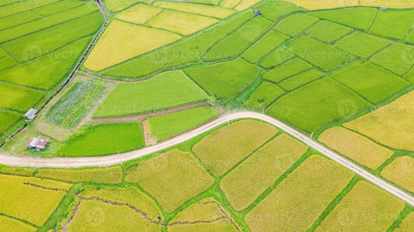 vista aérea del campo de arroz verde y amarillo foto