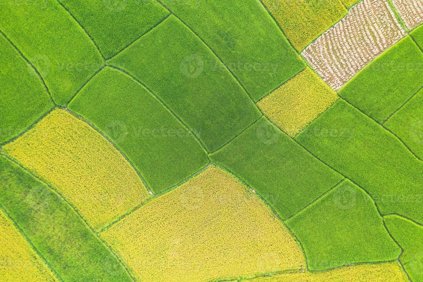 Aerial view of the green and yellow rice field photo