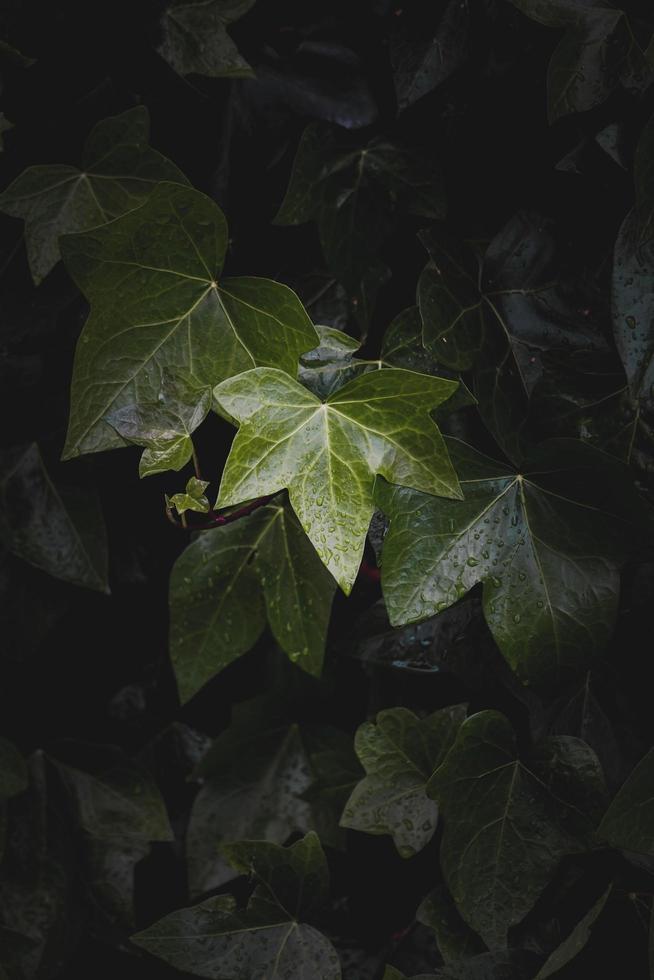 Ivy leaves in the dark photo