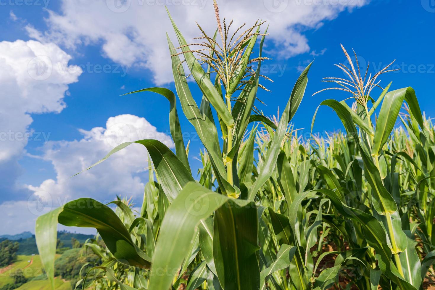 campos de maíz bajo el cielo azul foto
