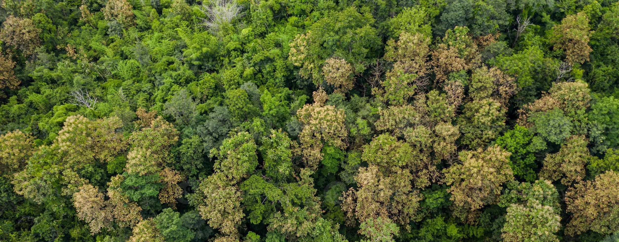 Aerial top view of forest texture background view from above photo