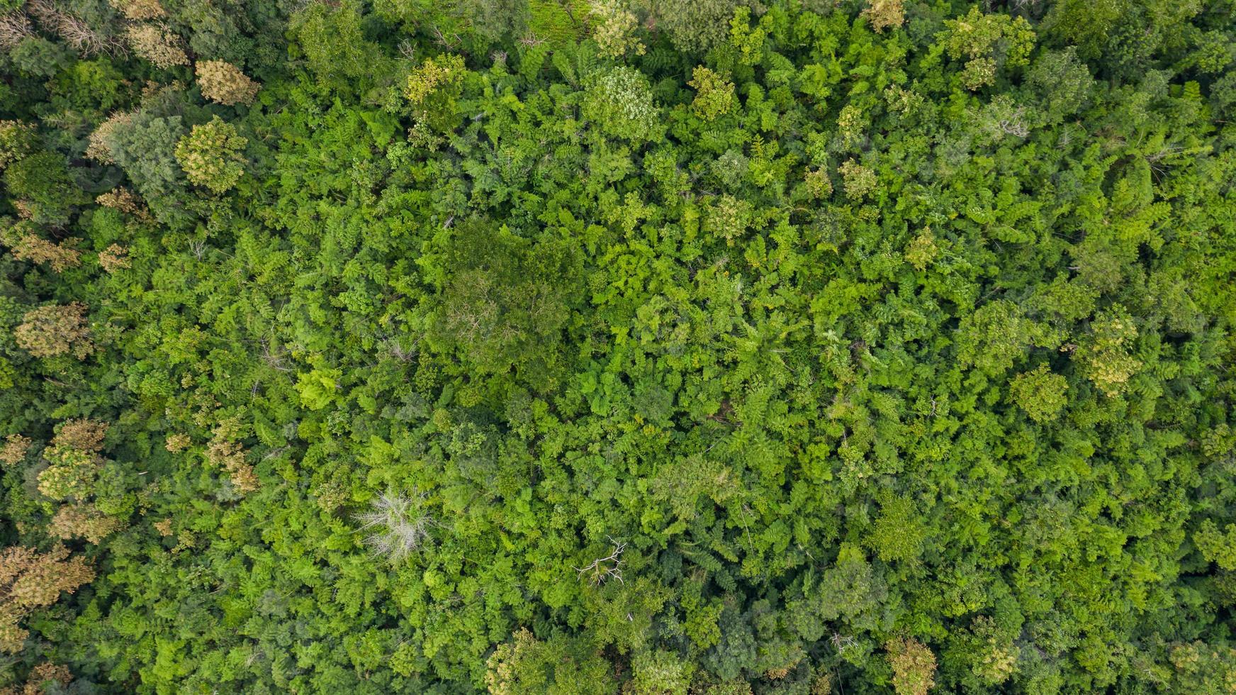 Aerial top view of forest texture background view from above photo