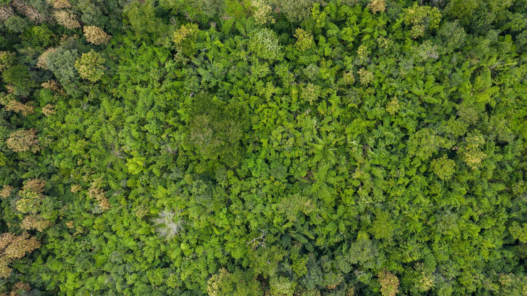 vista aérea superior de la textura del bosque vista de fondo desde arriba foto