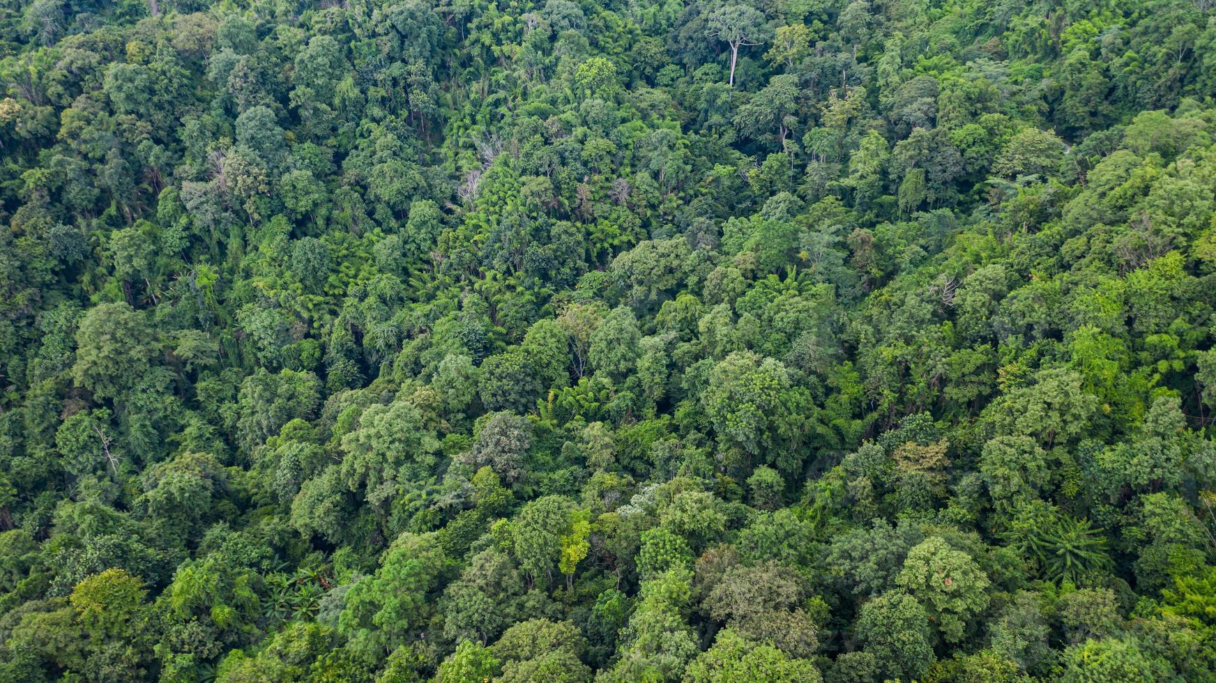 vista aérea superior de la textura del bosque vista de fondo desde arriba foto