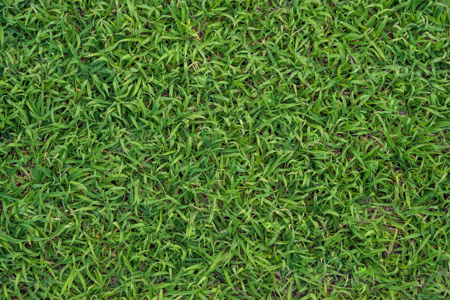 fondo de hierba verde foto