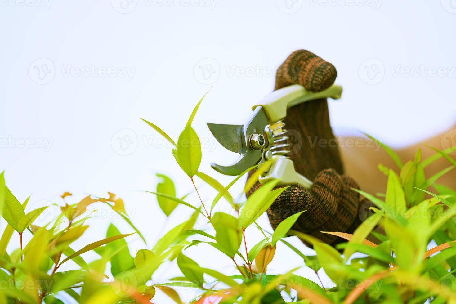 poda de árboles ornamentales en casa por la mañana foto