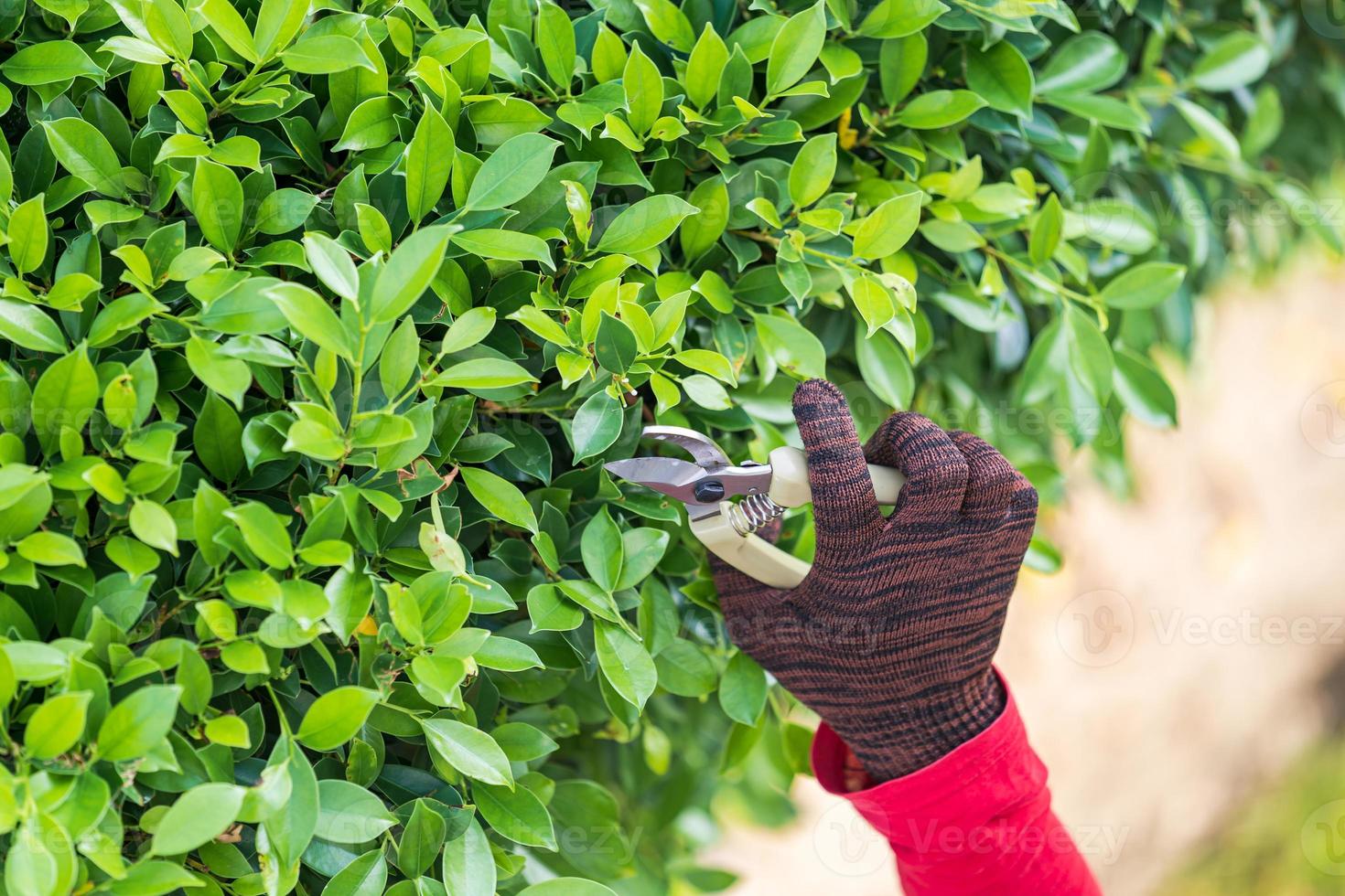 Pruning of ornamental trees at home in morning photo