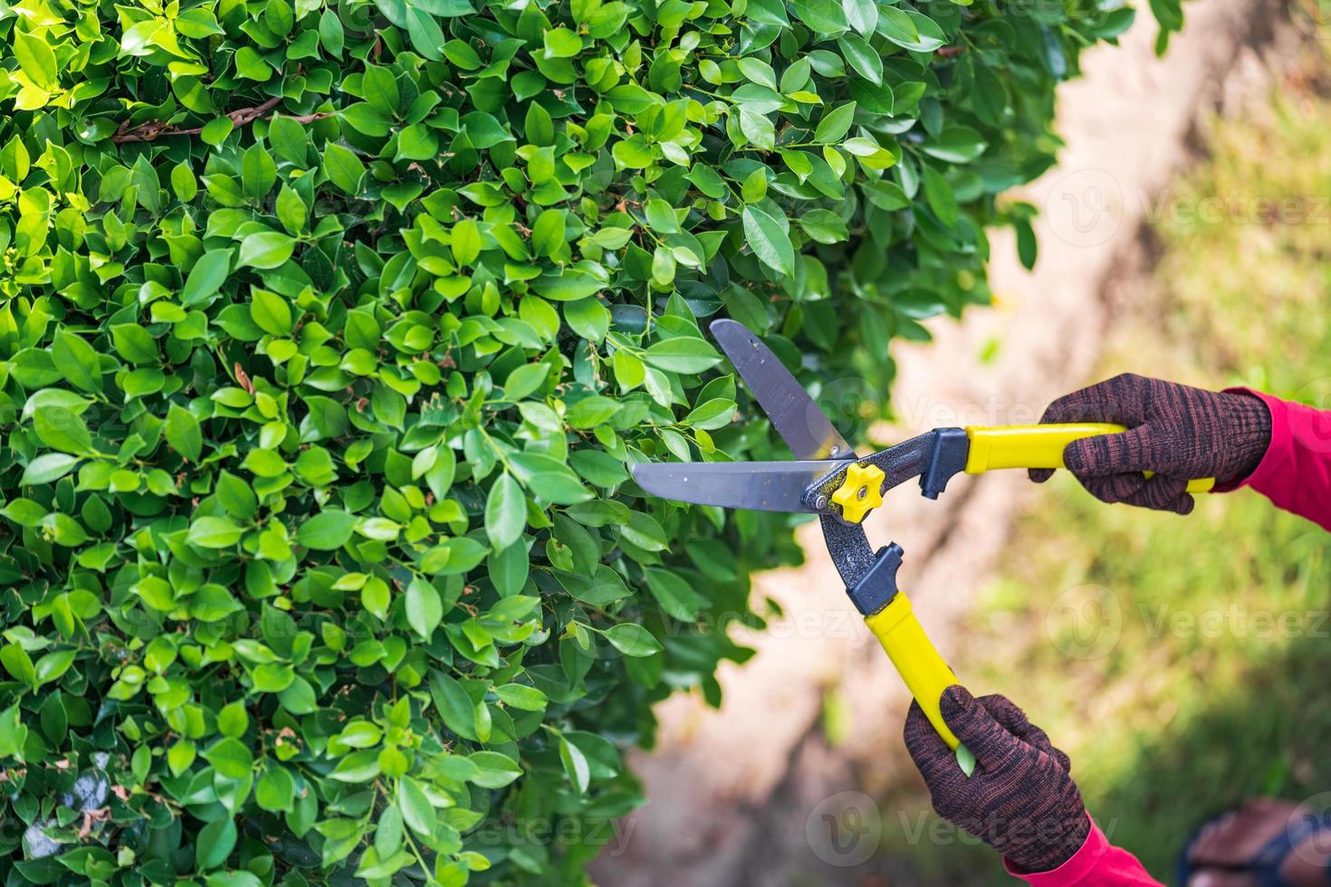 Pruning of ornamental trees at home in morning photo