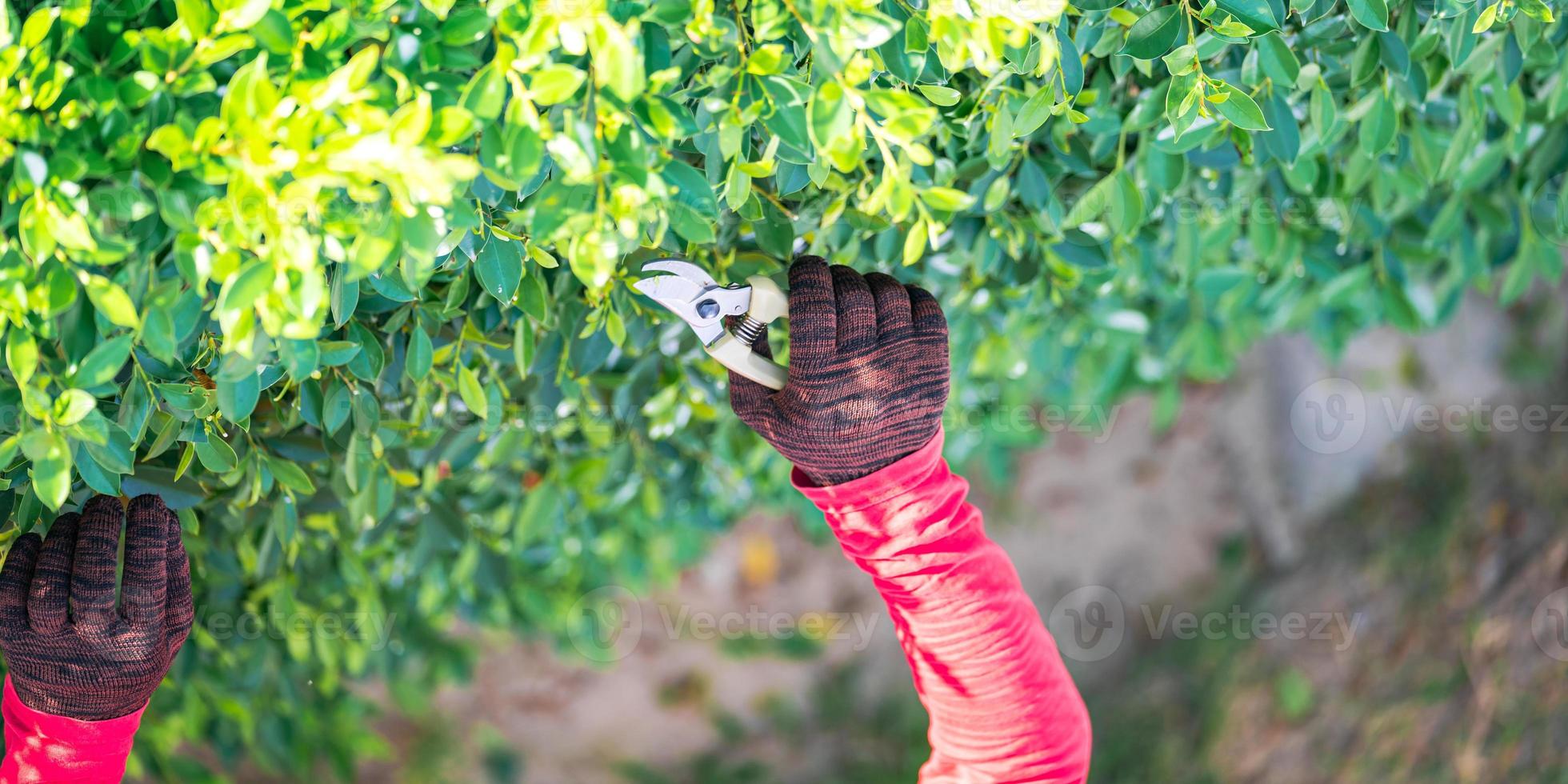 Pruning of ornamental trees at home in morning photo