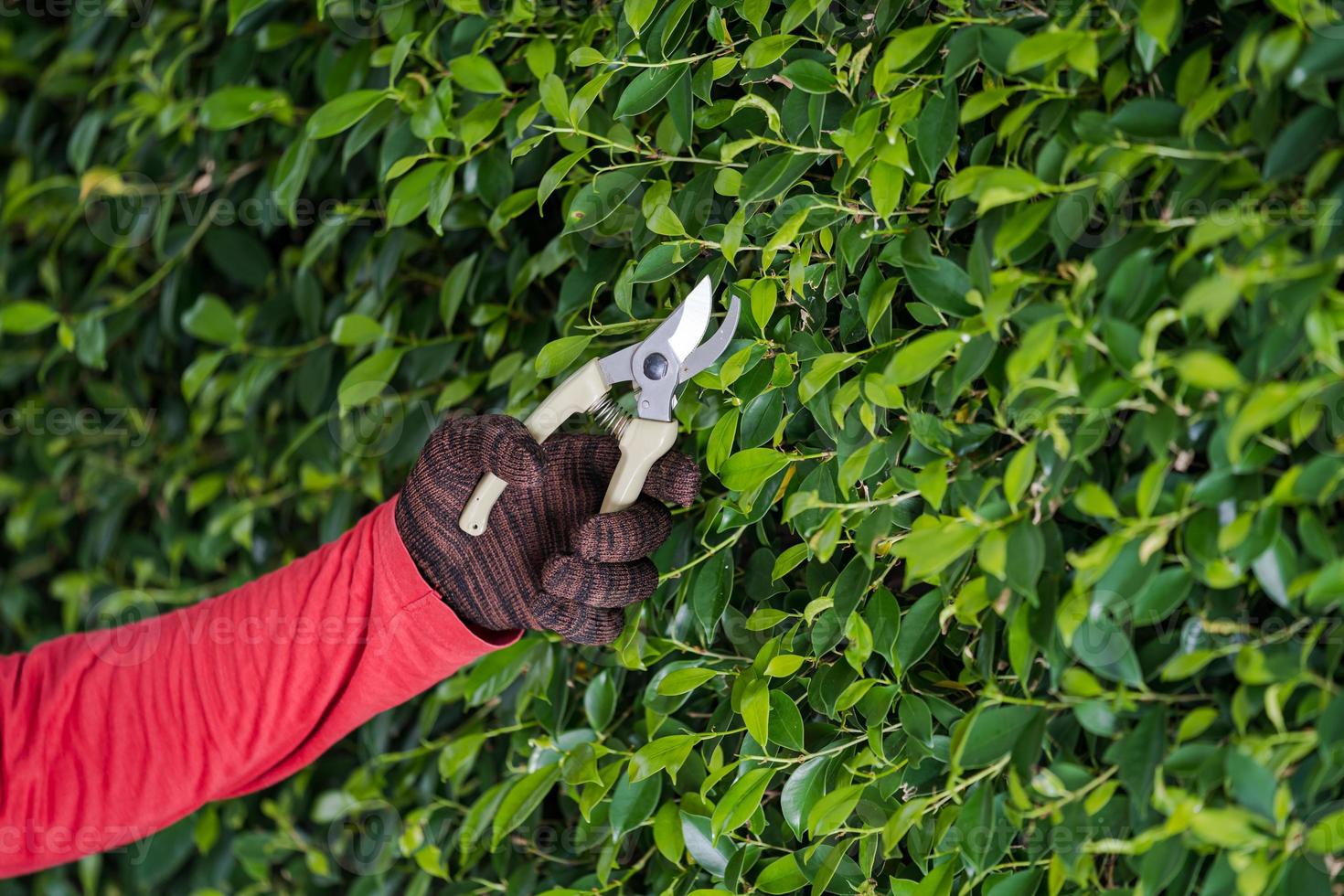 Pruning of ornamental trees at home in morning photo