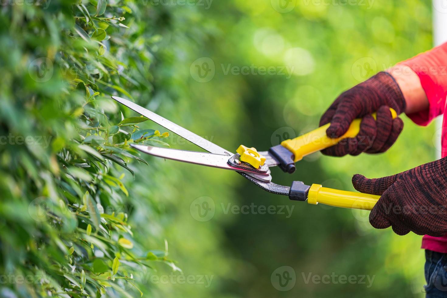 Pruning of ornamental trees at home in morning photo