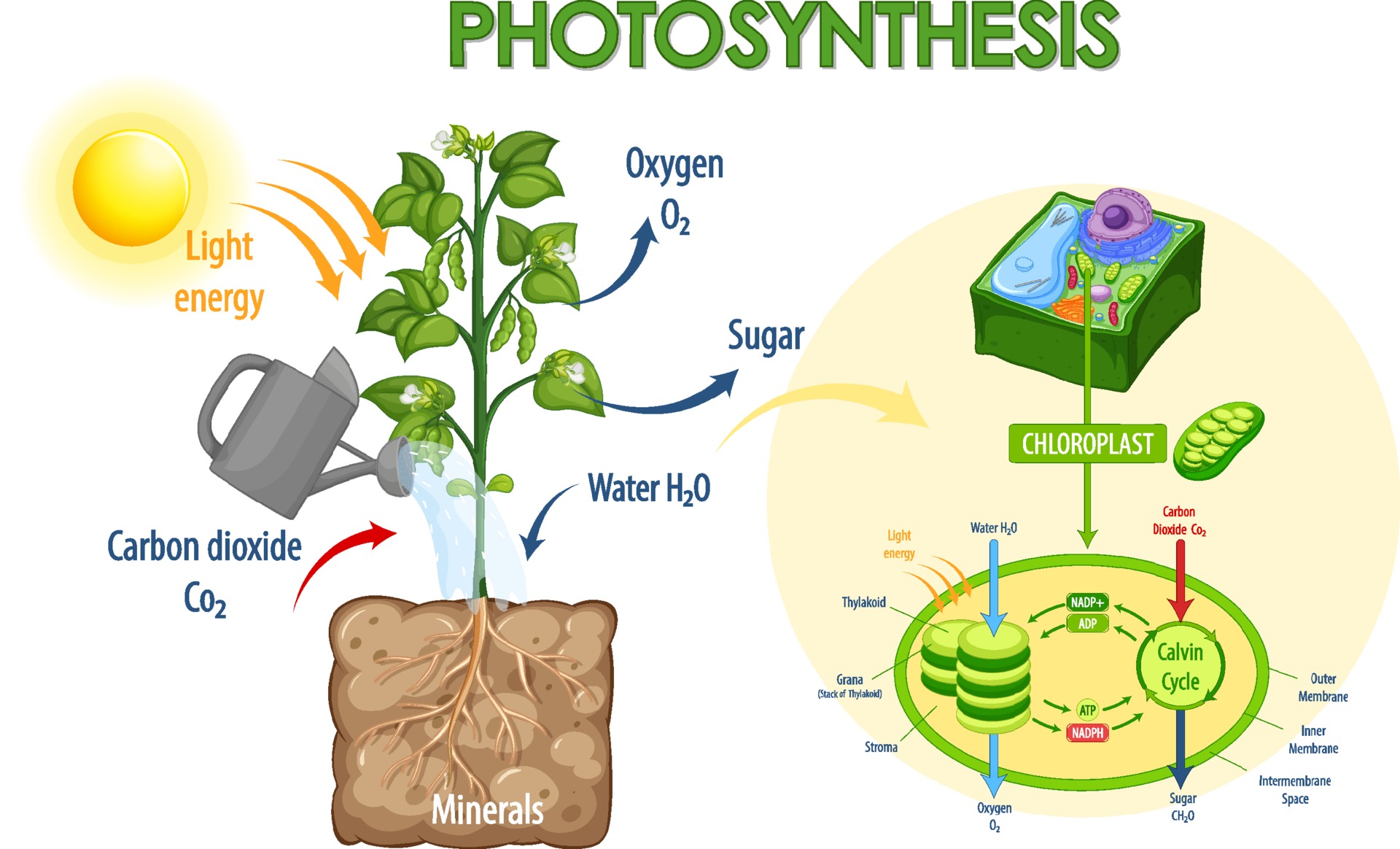 Diagram showing process of photosynthesis in plant 2305469 Vector Art