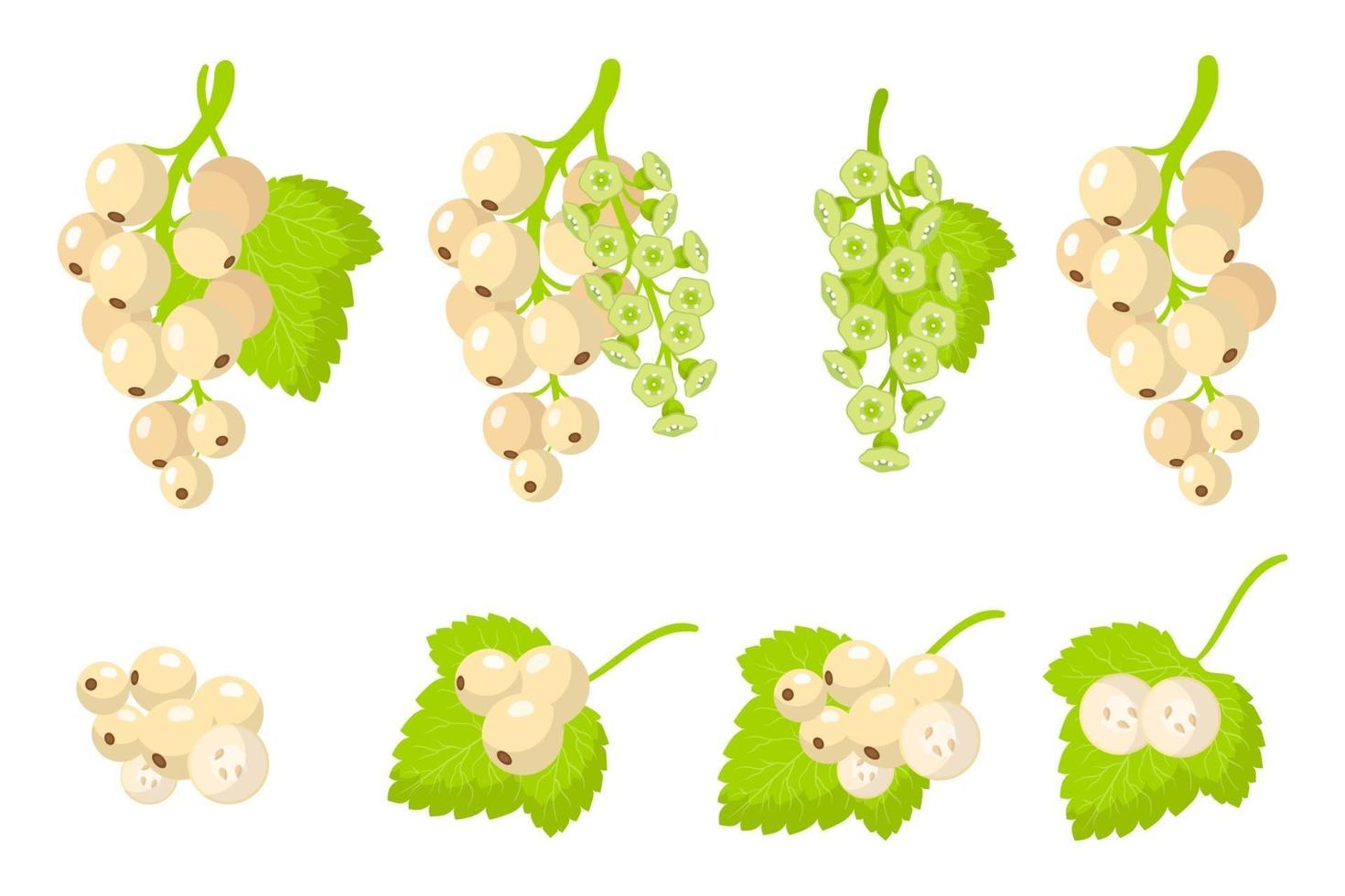 Set of illustrations with Whitecurrant exotic fruits, flowers and leaves isolated on a white background. vector