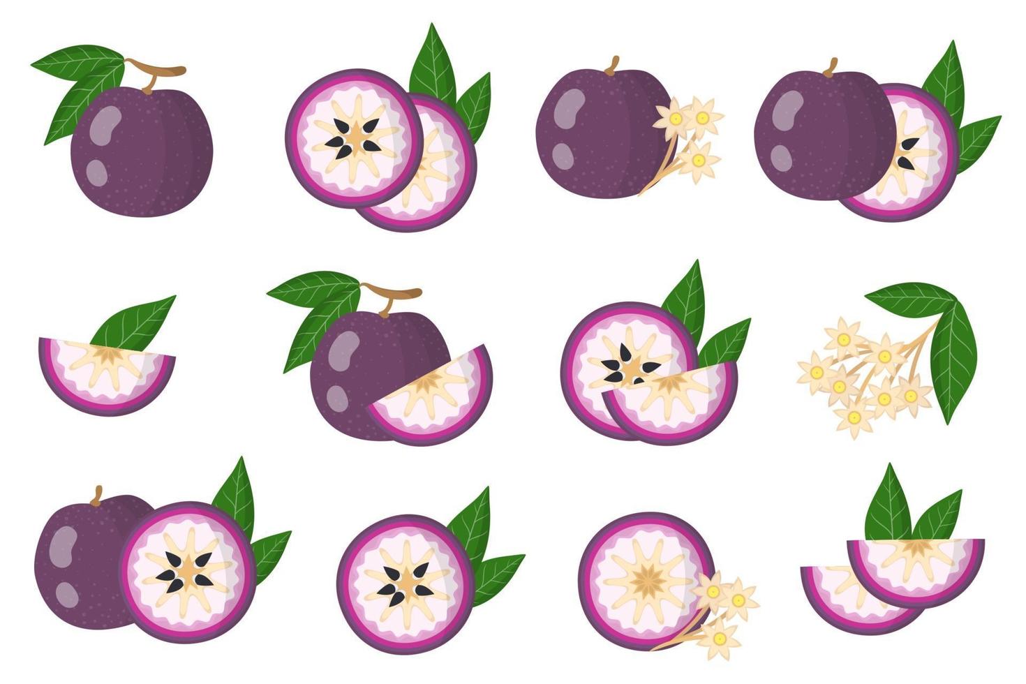 Set of illustrations with Purple star apple exotic fruits, flowers and leaves isolated on a white background. vector