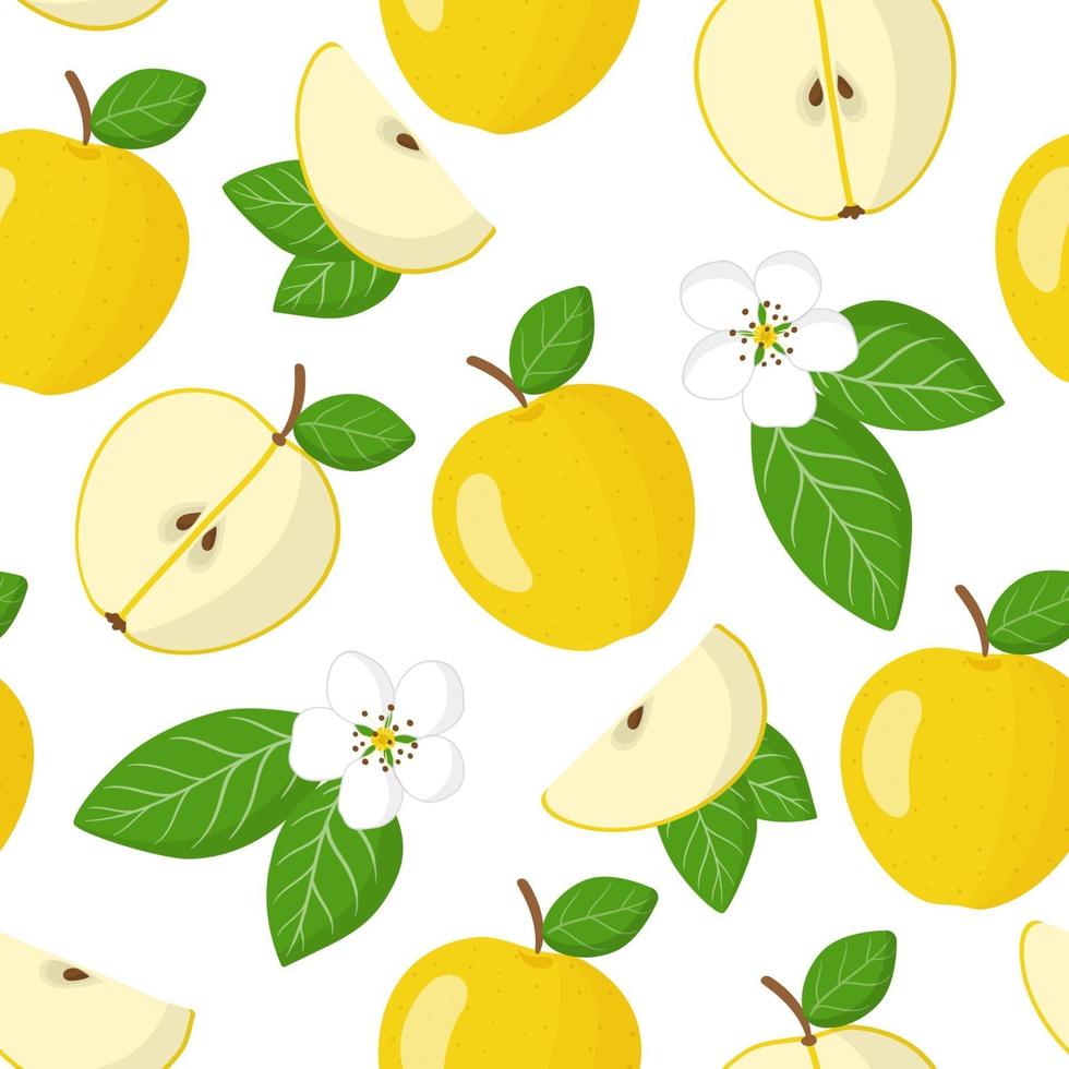 Vector de dibujos animados de patrones sin fisuras con malus domestica o manzana amarilla frutas exóticas, flores y hojas sobre fondo blanco.