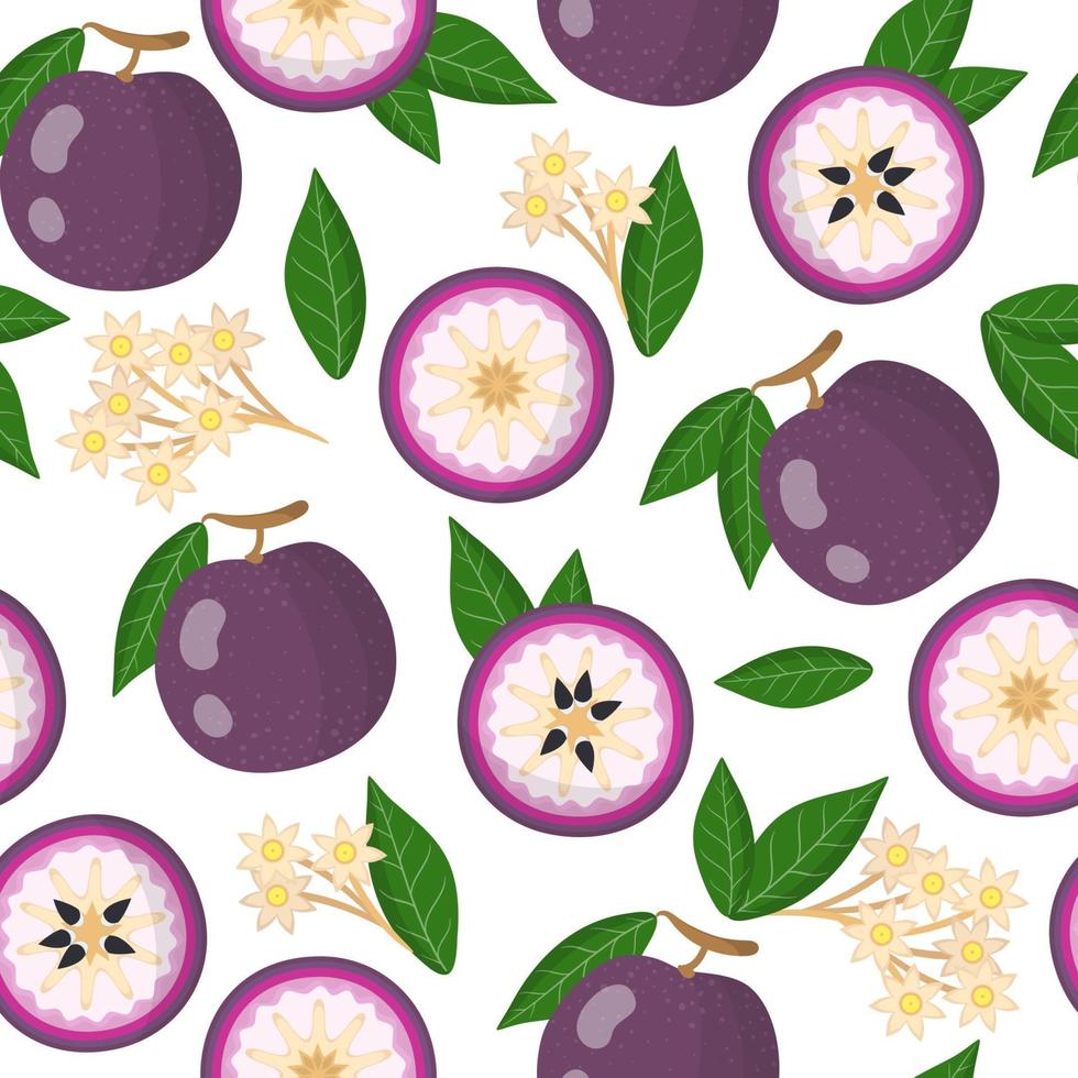 Vector de dibujos animados de patrones sin fisuras con caimito púrpura frutas exóticas, flores y hojas sobre fondo blanco.