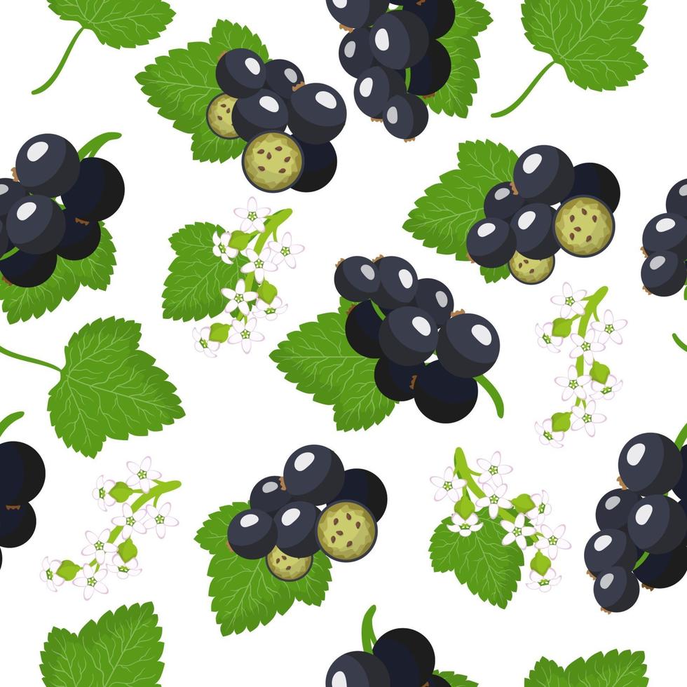Vector de dibujos animados de patrones sin fisuras con ribes nigrum o frutas exóticas de grosella negra, flores y hojas sobre fondo blanco.