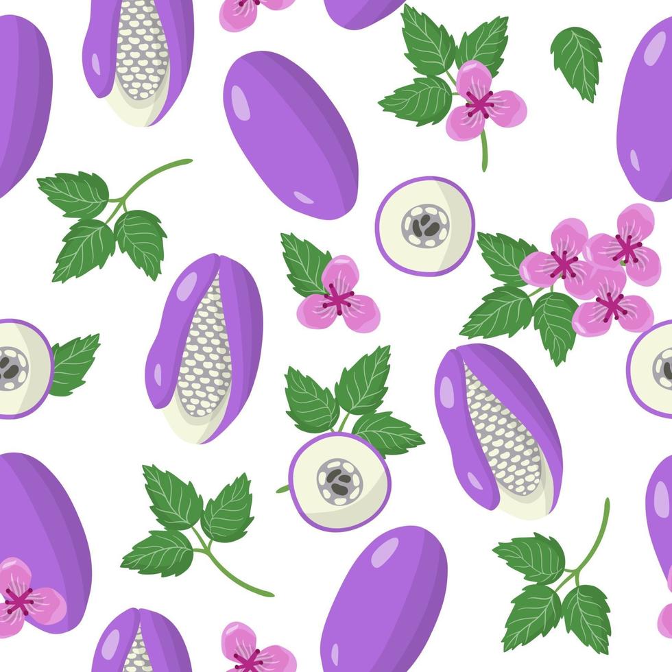 Vector cartoon seamless pattern with Akebia exotic fruits, flowers and leafs on white background