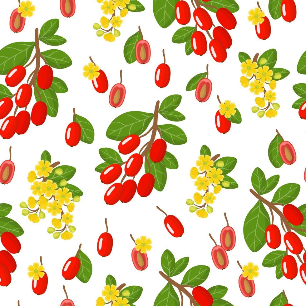 Vector cartoon seamless pattern with Berberis vulgaris or Barberry exotic fruits, flowers and leafs on white background