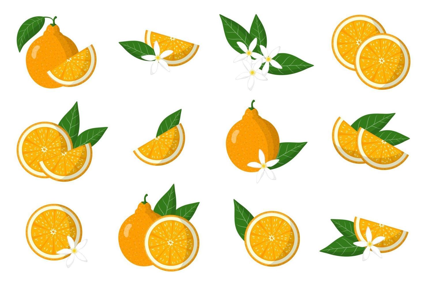 Set of illustrations with tangelo exotic citrus fruits, flowers and leaves isolated on a white background. vector