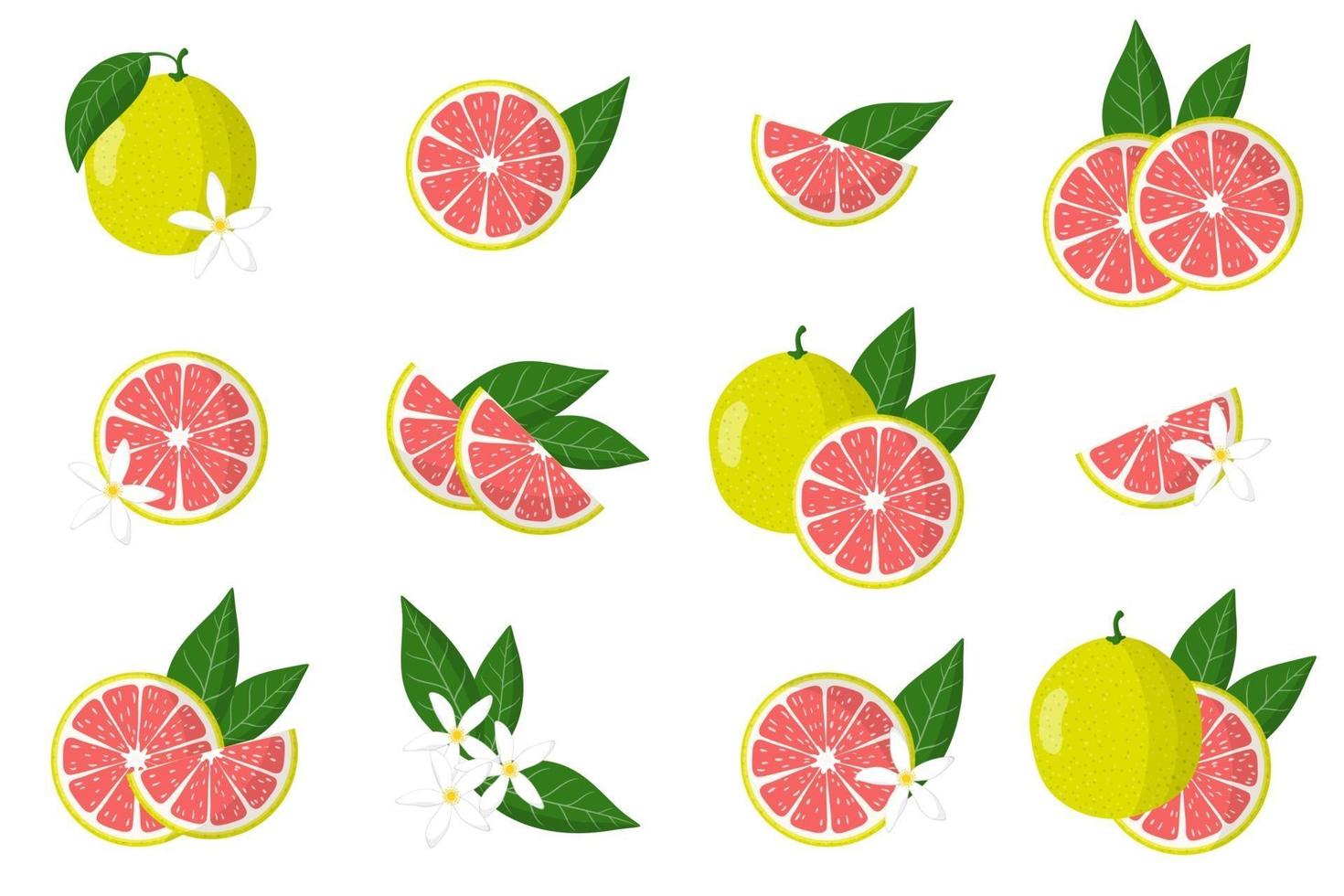 Set of illustrations with pomelo exotic citrus fruits, flowers and leaves isolated on a white background. vector