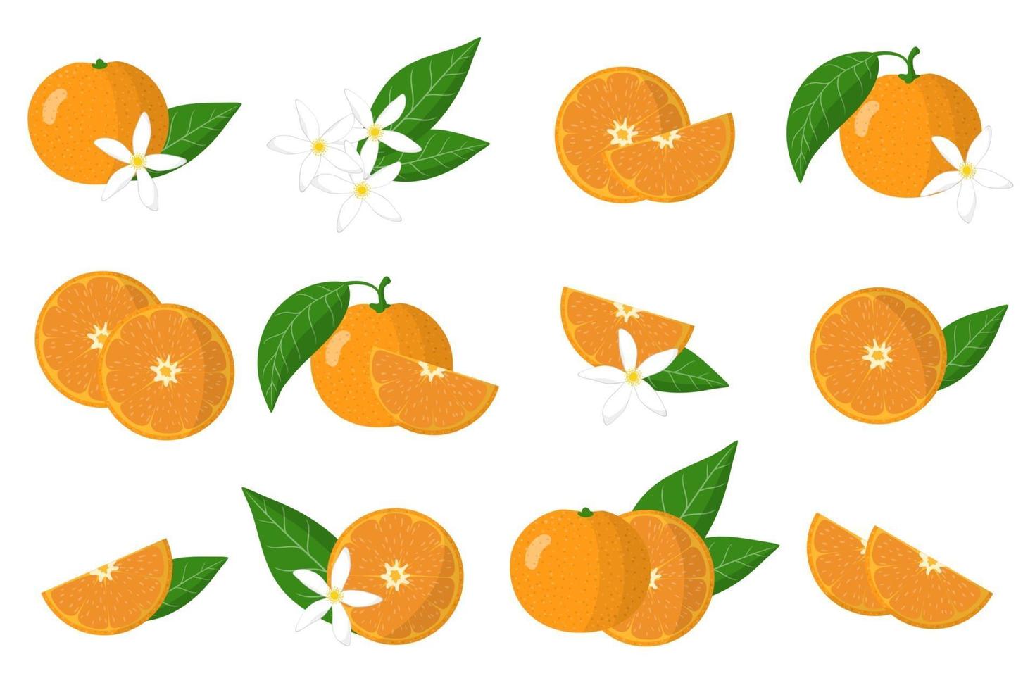 Set of illustrations with mandarin exotic citrus fruits, flowers and leaves isolated on a white background. vector