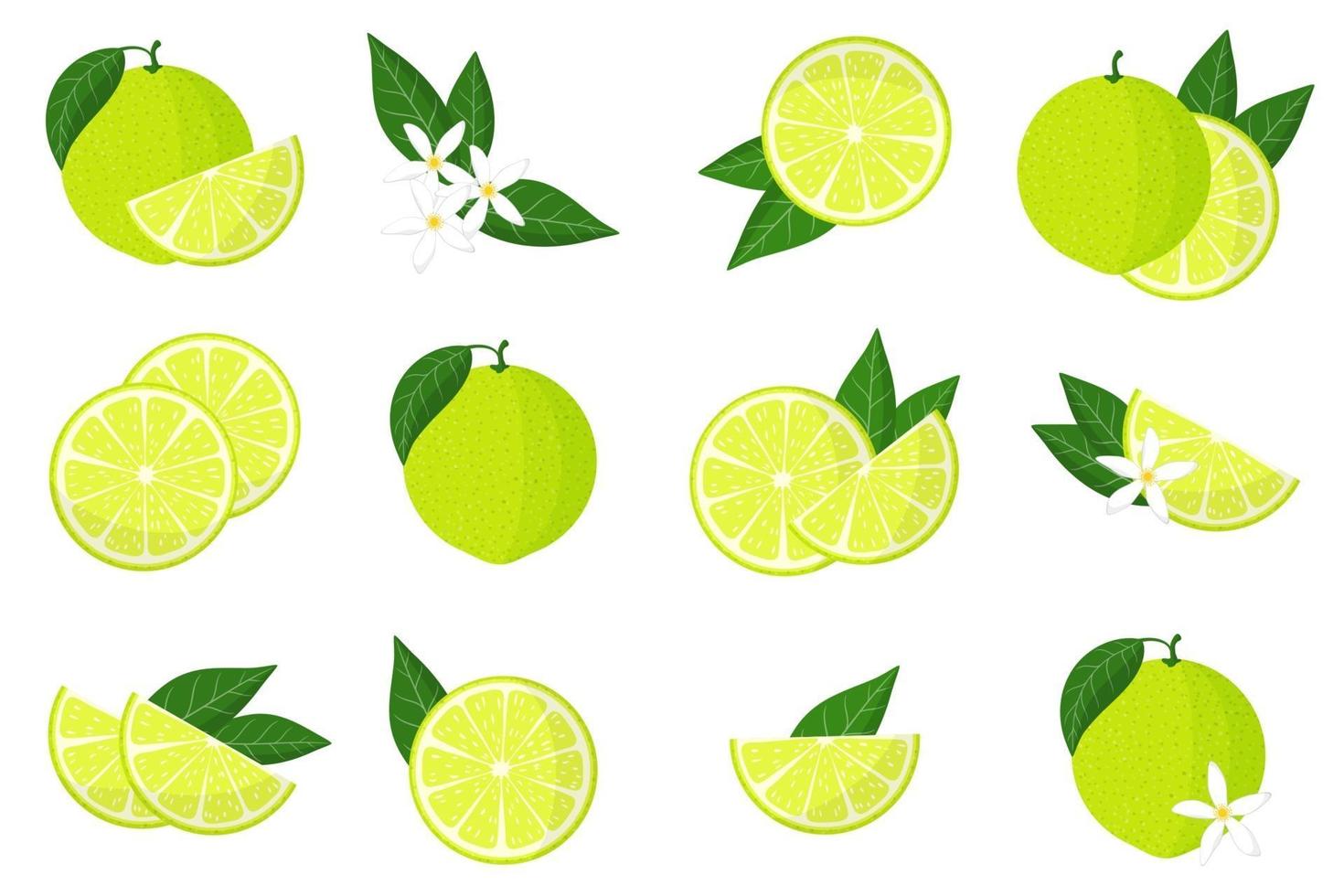 Set of illustrations with limetta exotic citrus fruits, flowers and leaves isolated on a white background. vector