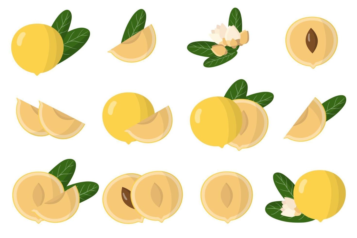 Set of illustrations with Abiu exotic fruits, flowers and leaves isolated on a white background. vector